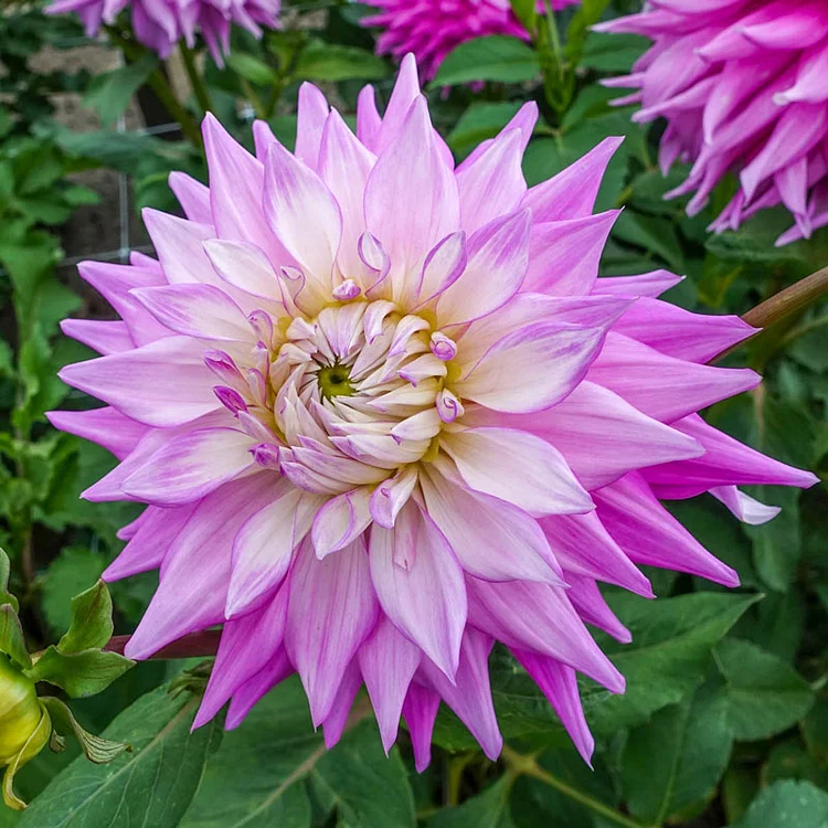 Sir Alf Ramsey Dahlia