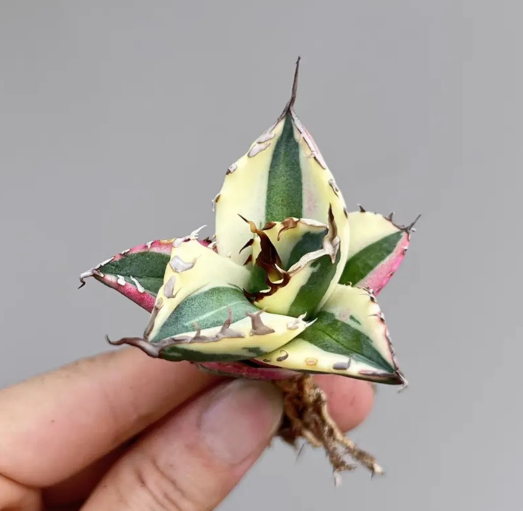 plant Aeonium Echeveria Haworthia  Caudex  Lithops Cactus  Agave 