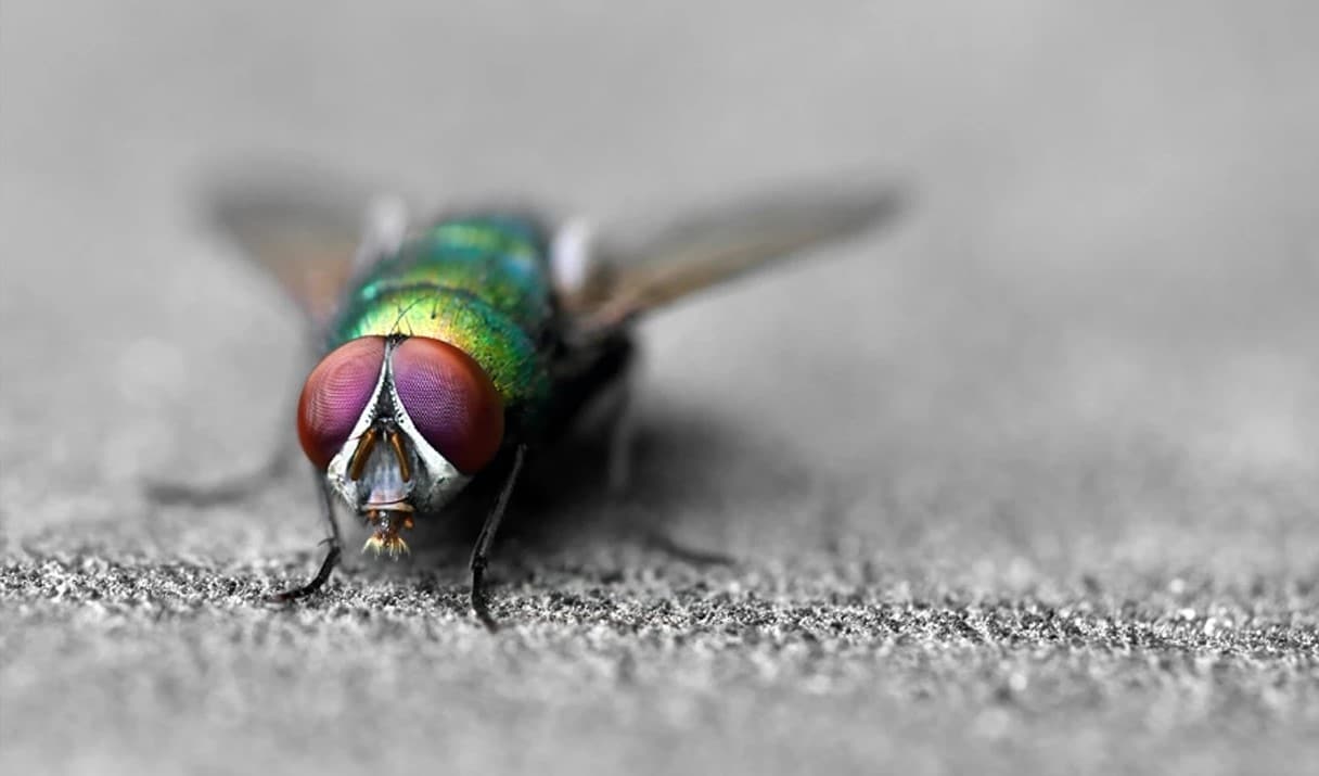 

Macro Fly – Paint By Numbers - 40*50CM, 501 Original