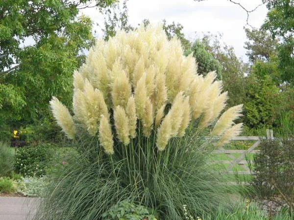 Pampas Grass Magic Garden Seeds