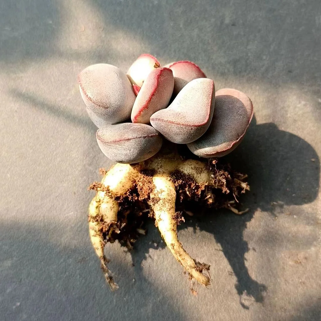 plant Aeonium Echeveria Haworthia  Caudex  Lithops Cactus  Agave 