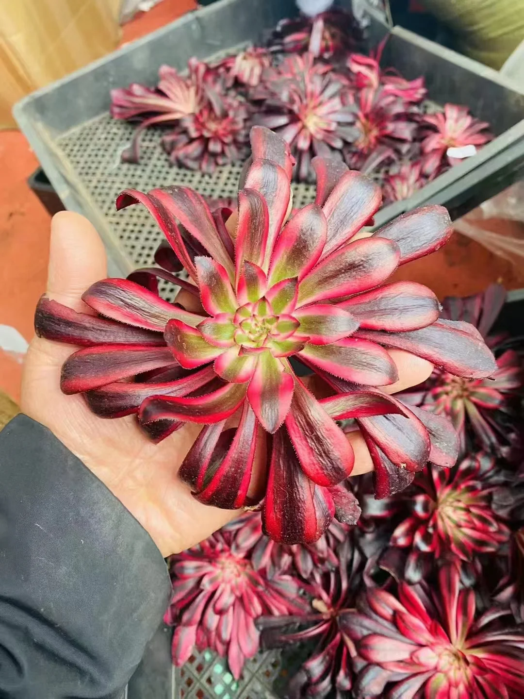 plant Aeonium Echeveria Haworthia  Caudex  Lithops Cactus  Agave 