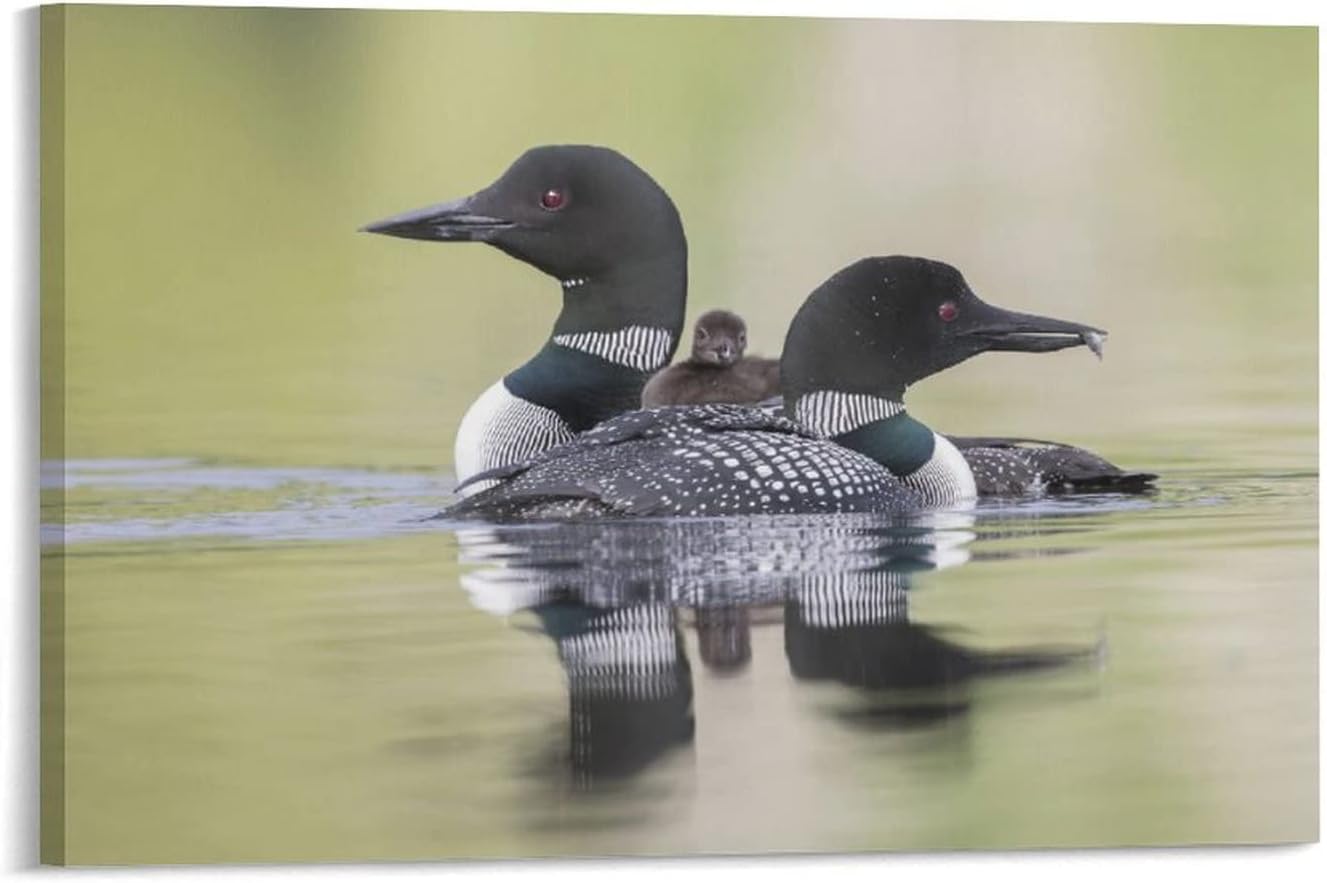 Loon Bird Family Canvas Poster Bedroom Decor Sports Landscape Office Room Decor Gift,Canvas Poster Wall Art Decor Print Picture Paintings for Living Room Bedroom Decoration 24x36inch(60x90cm) 24x36inch(60x90cm)