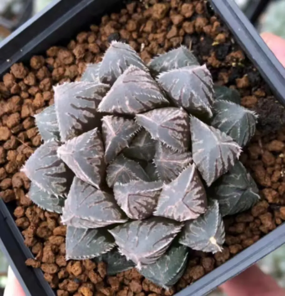 plant Aeonium Echeveria Haworthia  Caudex  Lithops Cactus  Agave 