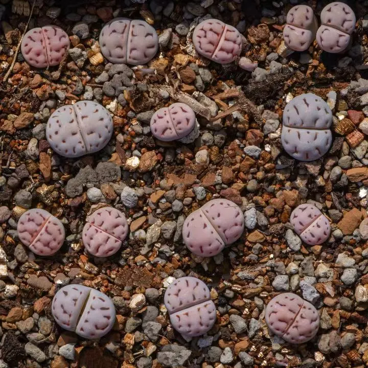 plant Aeonium Echeveria Haworthia  Caudex  Lithops Cactus  Agave 