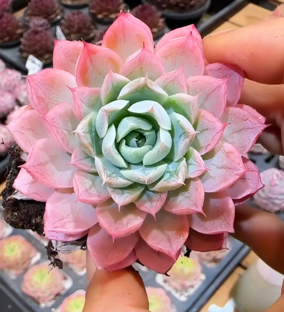 plant Aeonium Echeveria Haworthia  Caudex  Lithops Cactus  Agave 