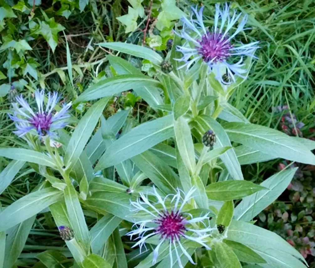 Centaurea montana- Bachelor Buttons