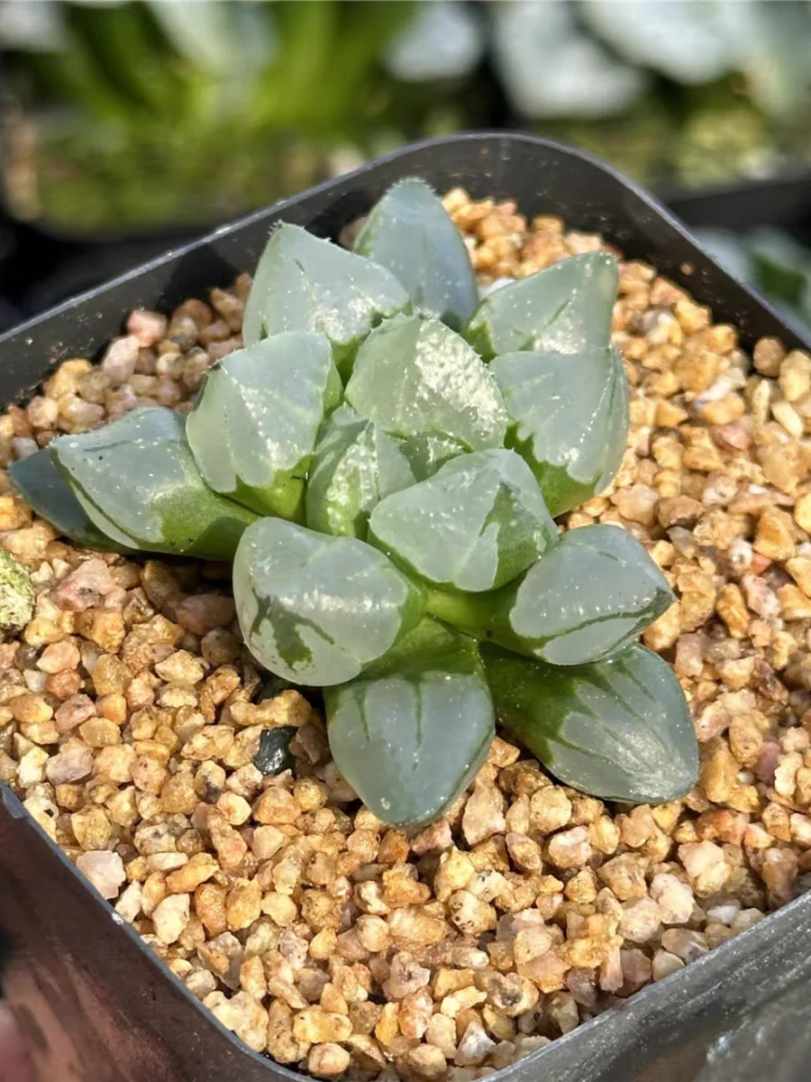 plant Aeonium Echeveria Haworthia  Caudex  Lithops Cactus  Agave 