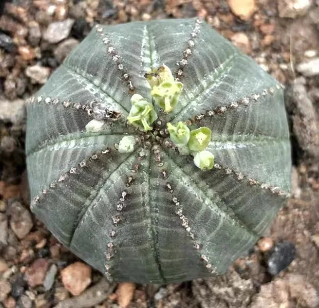 plant Aeonium Echeveria Haworthia  Caudex  Lithops Cactus  Agave 