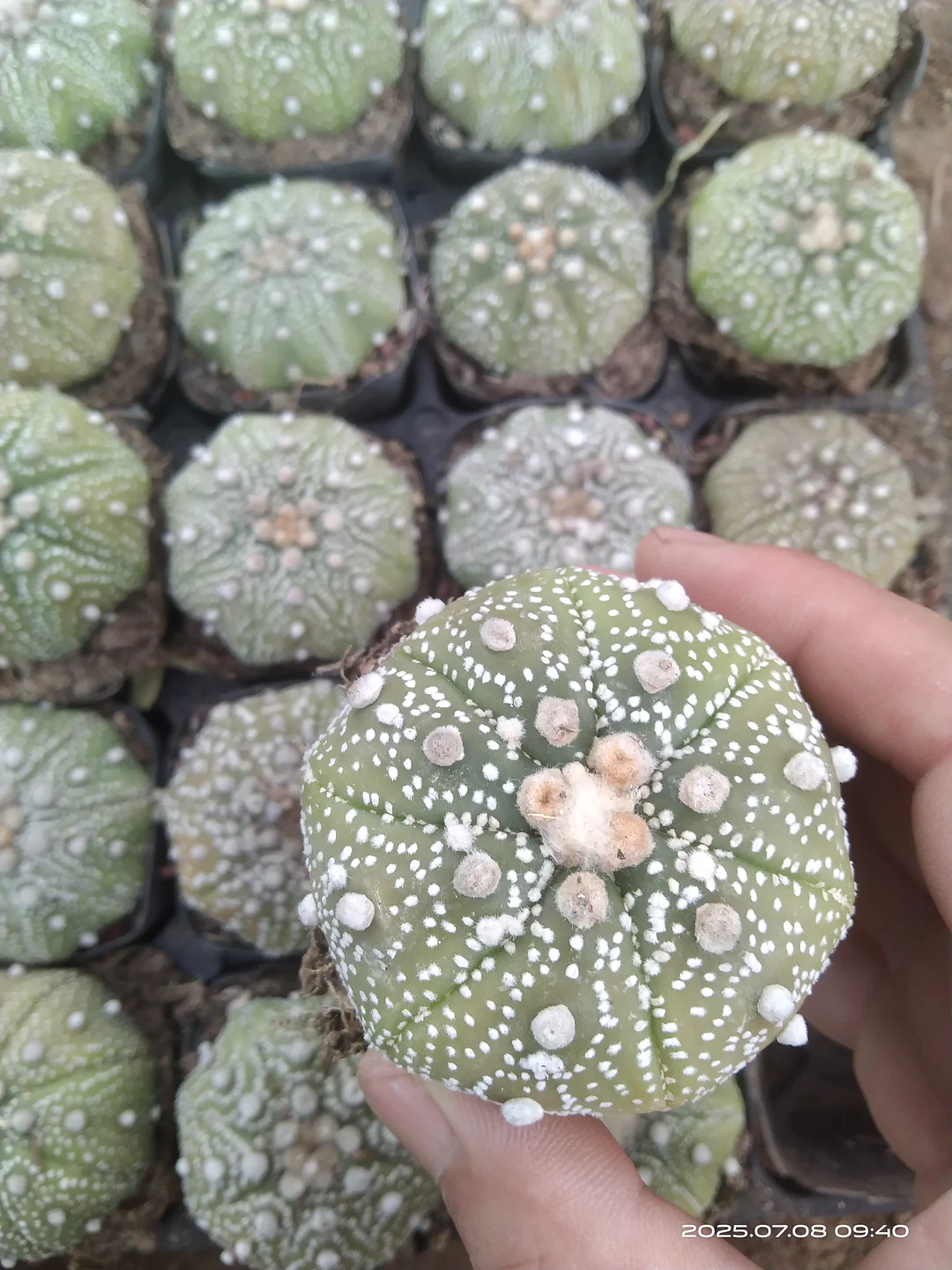 plant Aeonium Echeveria Haworthia  Caudex  Lithops Cactus  Agave 