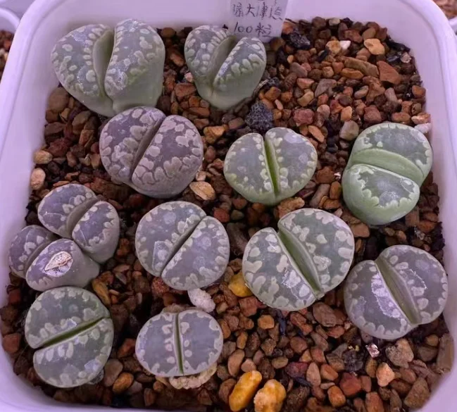 plant Aeonium Echeveria Haworthia  Caudex  Lithops Cactus  Agave 