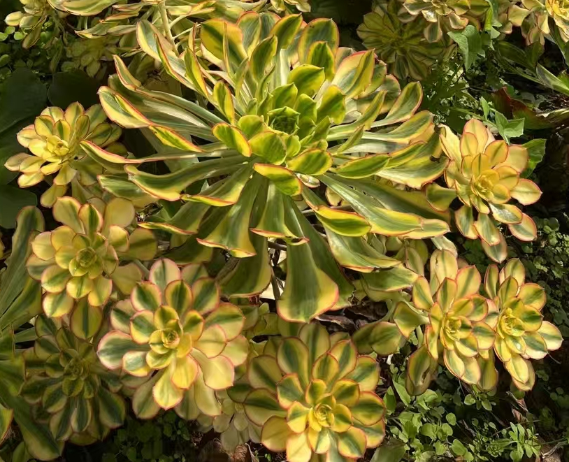 1092.red edge 12-15cm cluster cutting/Aeonium cluster/Aeonium plants / Succulent plants / Garden landscape / Carefully select healthy plants