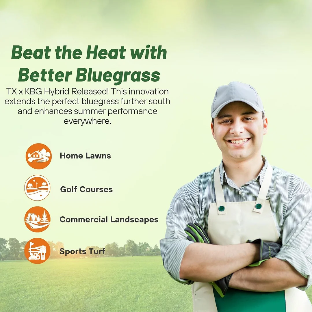 Kentucky Bluegrass - Hybrid SPF-30