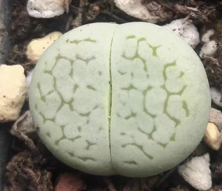 plant Aeonium Echeveria Haworthia  Caudex  Lithops Cactus  Agave 