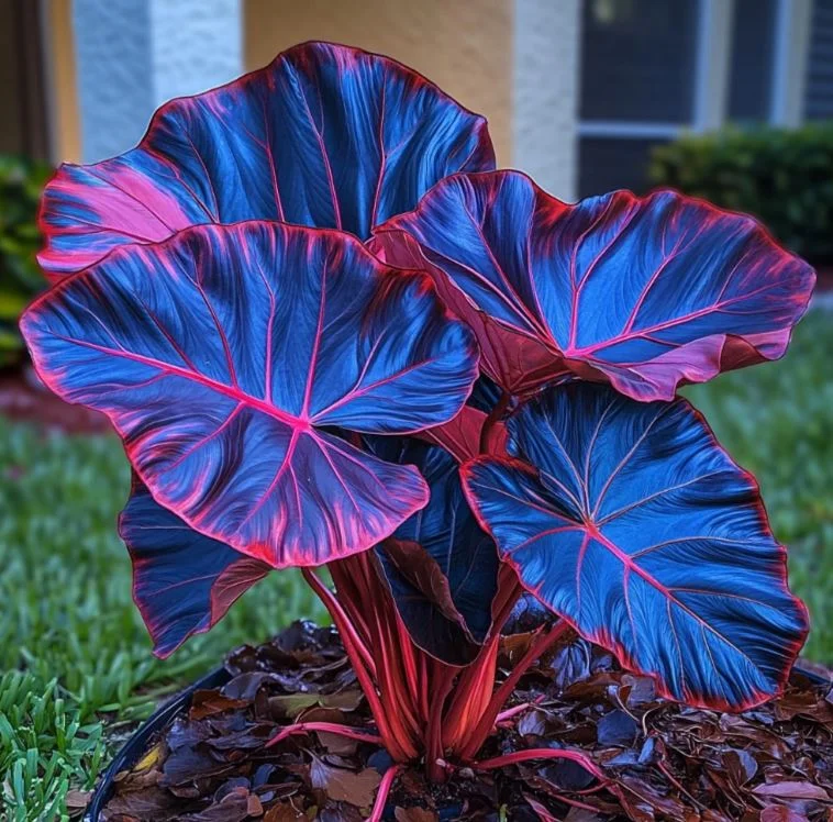 🌿Fascinating giant caladium🌈 - Dark Blue