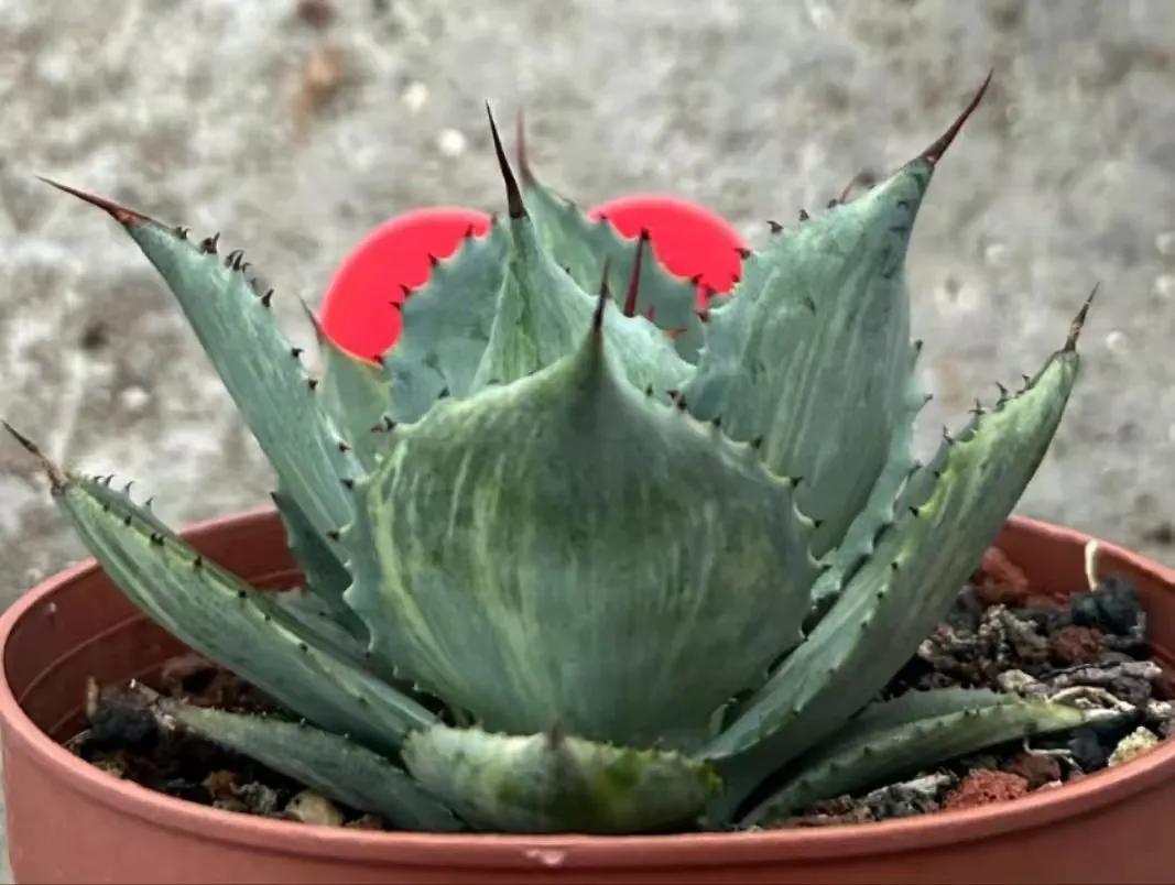 plant Aeonium Echeveria Haworthia  Caudex  Lithops Cactus  Agave 