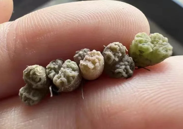 plant Aeonium Echeveria Haworthia  Caudex  Lithops Cactus  Agave 