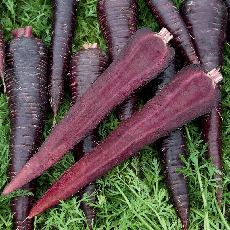 Carrot Deep Purple F1