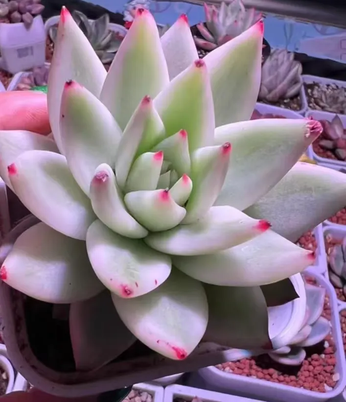 plant Aeonium Echeveria Haworthia  Caudex  Lithops Cactus  Agave 