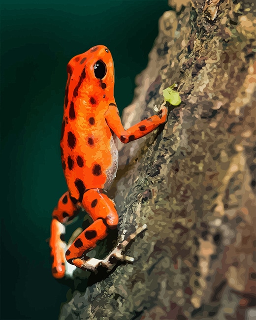 

Orange Frog – Paint By Numbers - 40*50CM, 501 Original