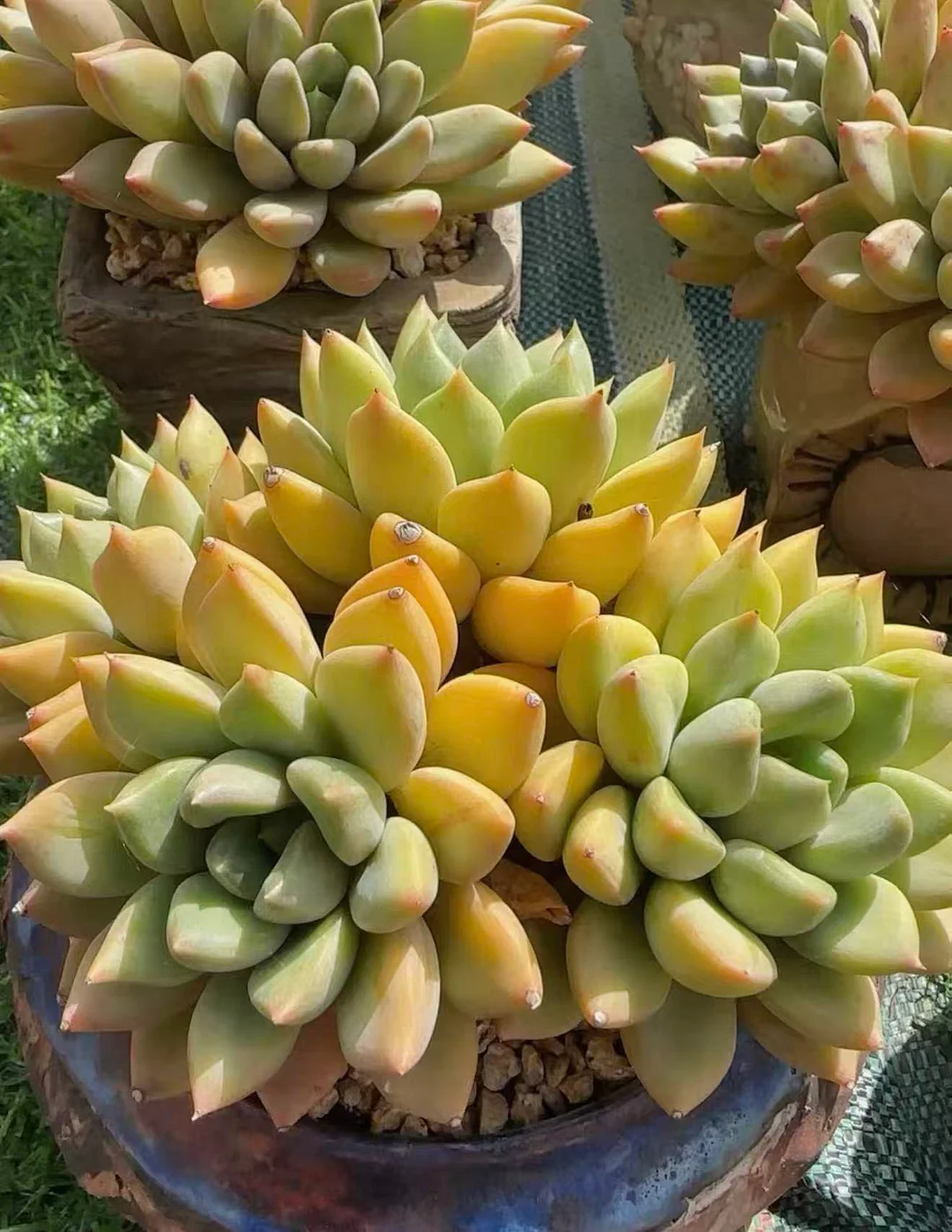 plant Aeonium Echeveria Haworthia  Caudex  Lithops Cactus  Agave 