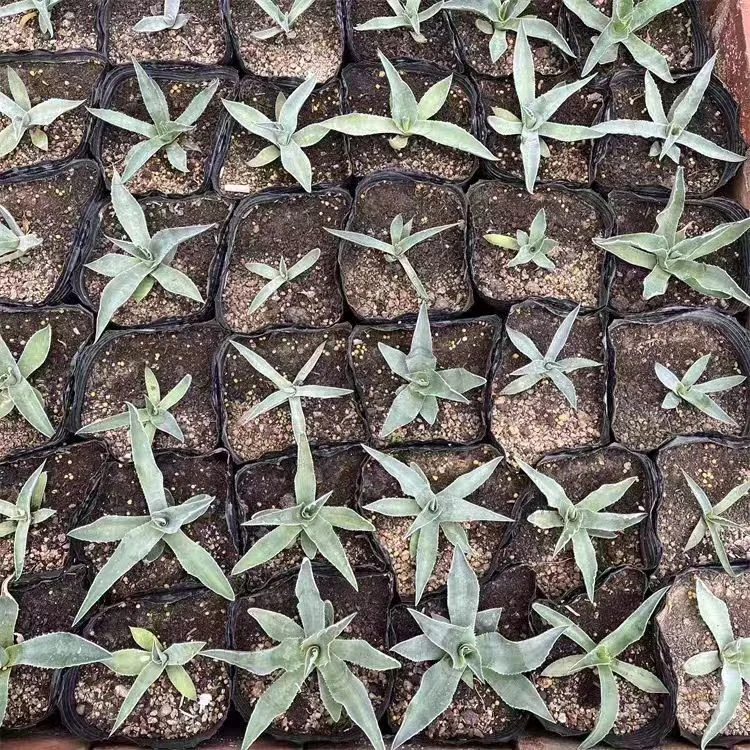 plant Aeonium Echeveria Haworthia  Caudex  Lithops Cactus  Agave 