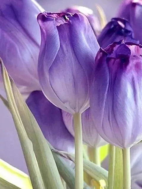 Diamond Painting - Full Round/Square Drill - Flower(30*40 - 50*60cm)