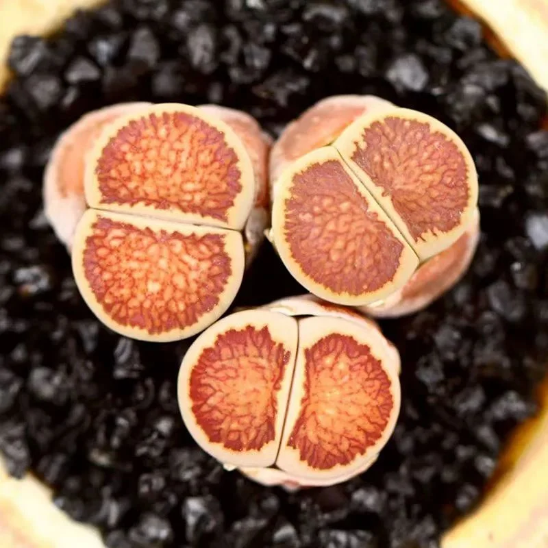 plant Aeonium Echeveria Haworthia  Caudex  Lithops Cactus  Agave 