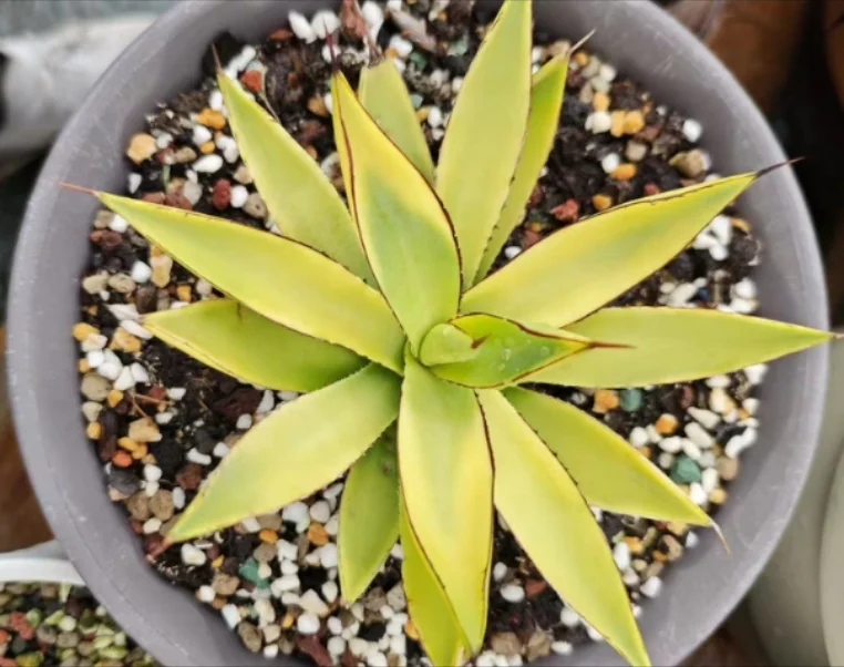 plant Aeonium Echeveria Haworthia  Caudex  Lithops Cactus  Agave 