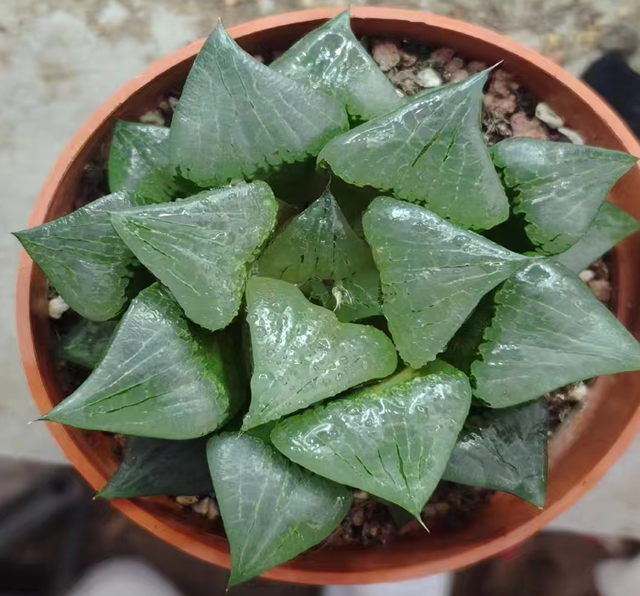 plant Aeonium Echeveria Haworthia  Caudex  Lithops Cactus  Agave 