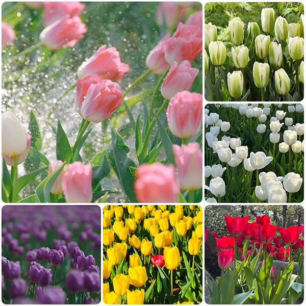 Last Day Sale - 60% OFF🌷-Mixed Tulip Seeds - 98% Germination