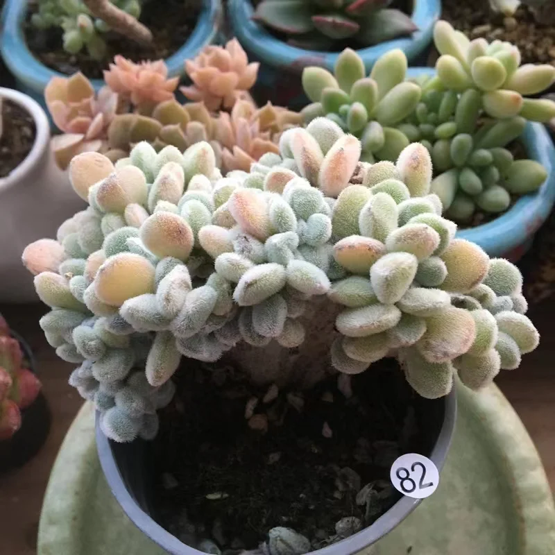 plant Aeonium Echeveria Haworthia  Caudex  Lithops Cactus  Agave 