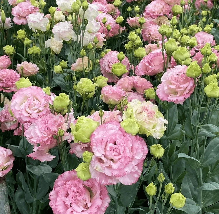 Low-maintenance Eustoma Flower Seeds