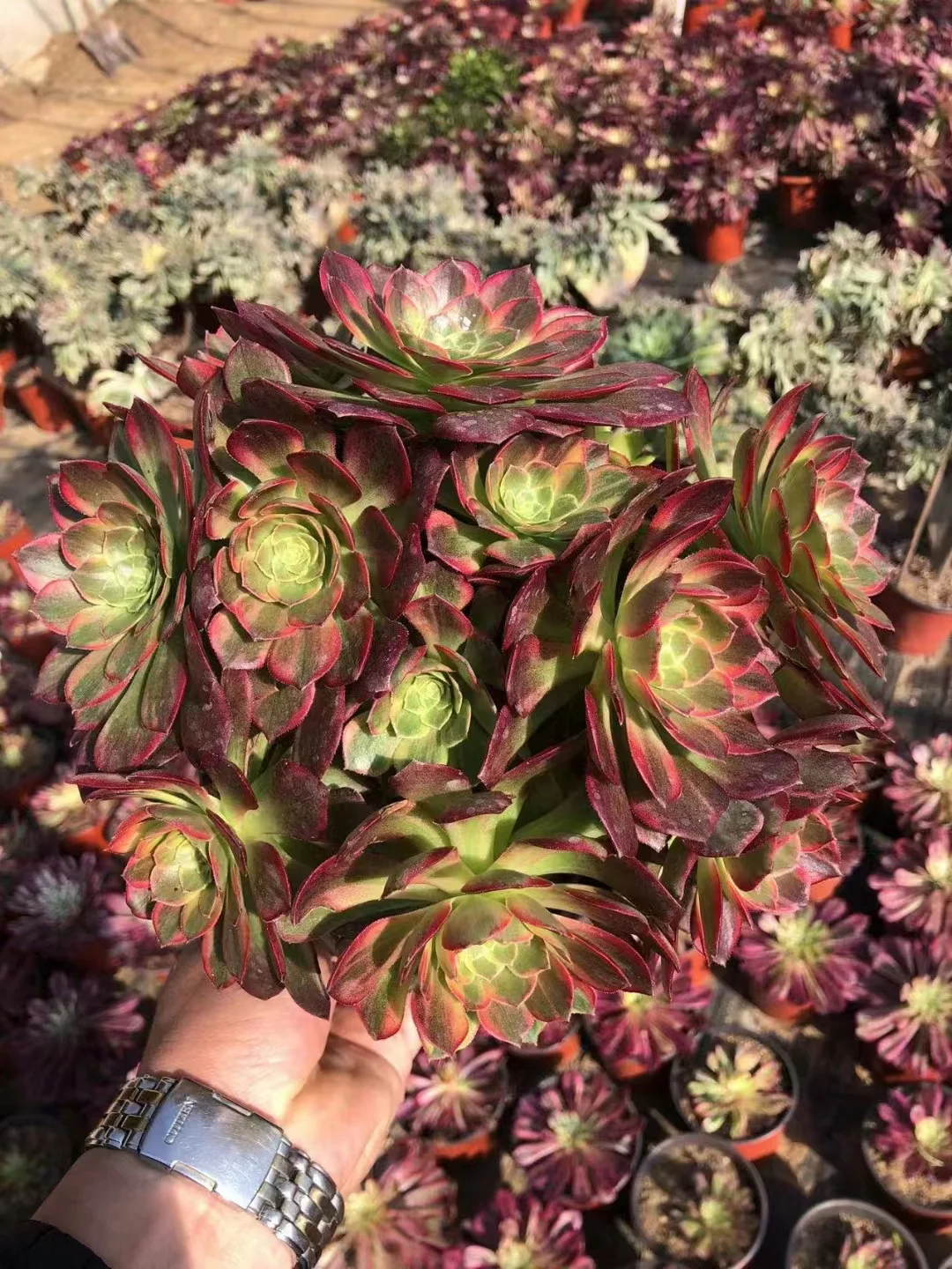 plant Aeonium Echeveria Haworthia  Caudex  Lithops Cactus  Agave 