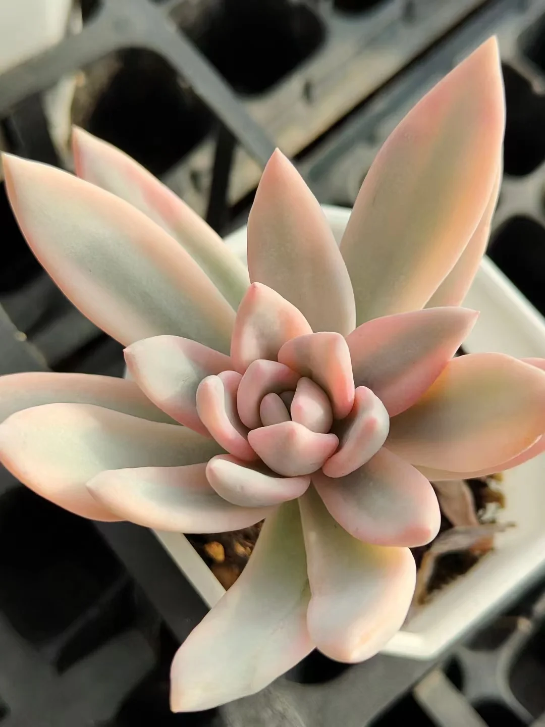 721. The frost dynasty brocade  singel head 6-8cm  / Echeveria / Succulent plants / Garden landscape / Carefully select healthy plants