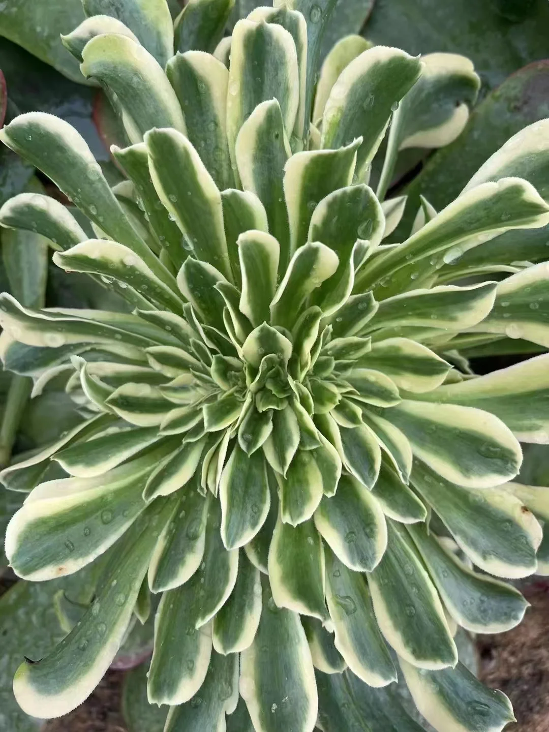 54. Mung bean paste(Green medusa) crested cutting 6cm / Aeonium crested/ Aeonium plants / Garden landscape / Carefully select healthy plants