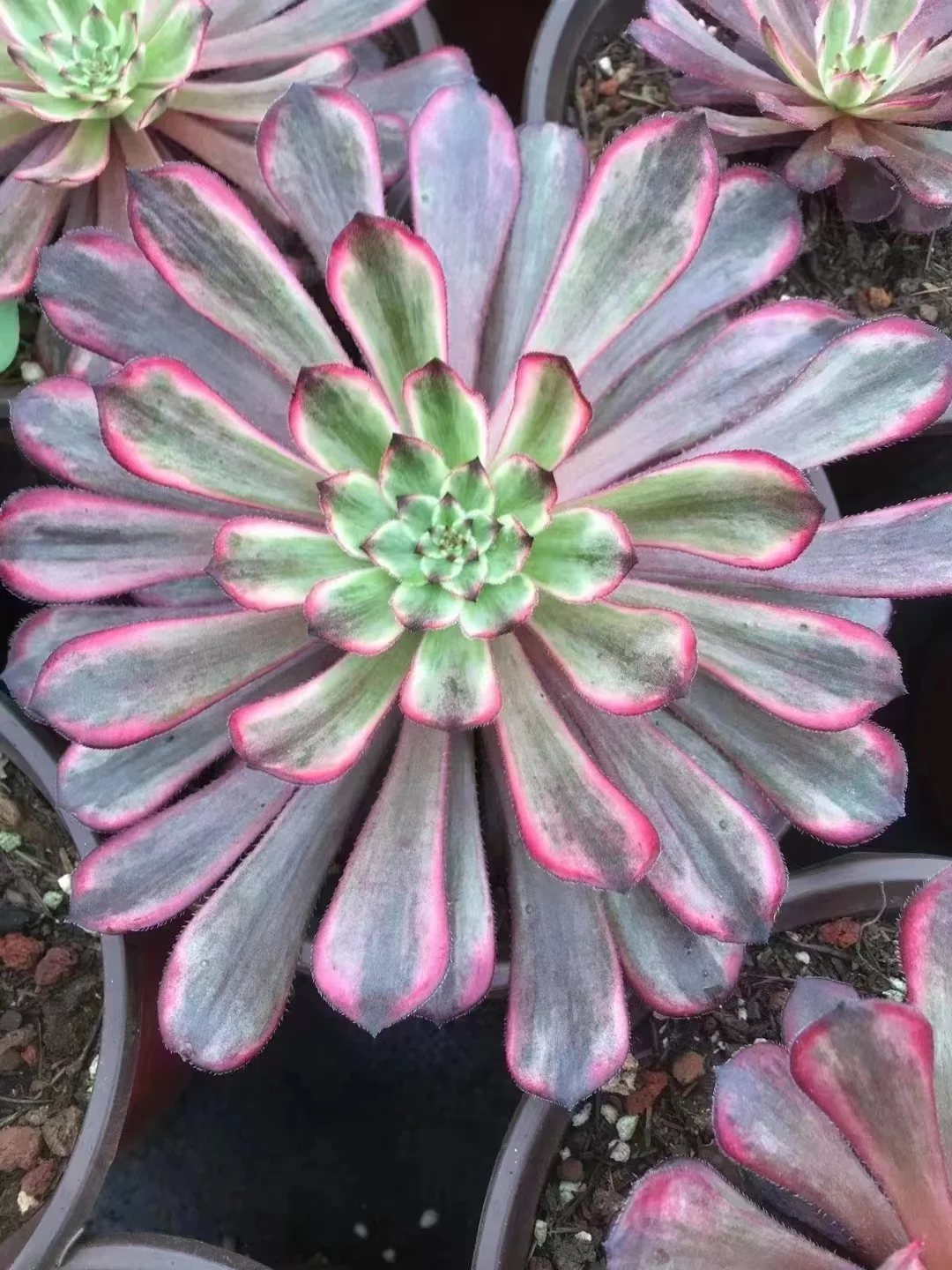 plant Aeonium Echeveria Haworthia  Caudex  Lithops Cactus  Agave 