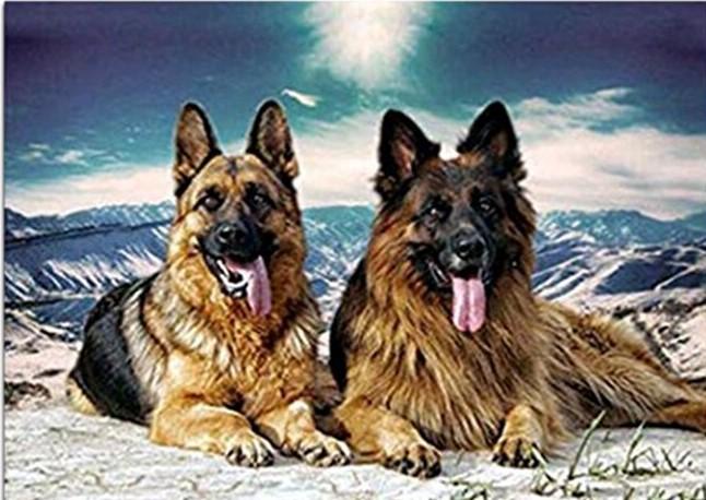 

German Shepherd Dog – Paint By Numbers - 40*50CM, 501 Original
