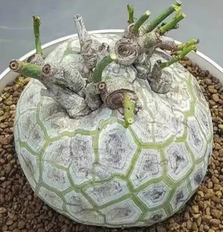 plant Aeonium Echeveria Haworthia  Caudex  Lithops Cactus  Agave 