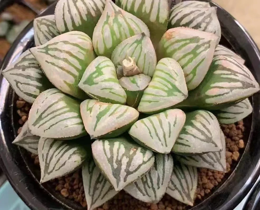 1016.Haworthia bayeriJ.D.Venter & S.A.Hammer 5cm/ Haworthia/ Succulent plants / Garden landscape / Carefully select healthy plants