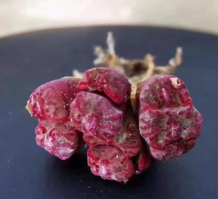 834.   CR1004 Conophytum obcordellum ruby cluster 15-20 heads / Lithops and Conophytum  /  Succulent plants / Garden landscape / Carefully select healthy plants