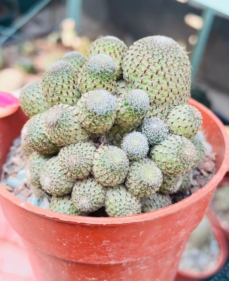 plant Aeonium Echeveria Haworthia  Caudex  Lithops Cactus  Agave 