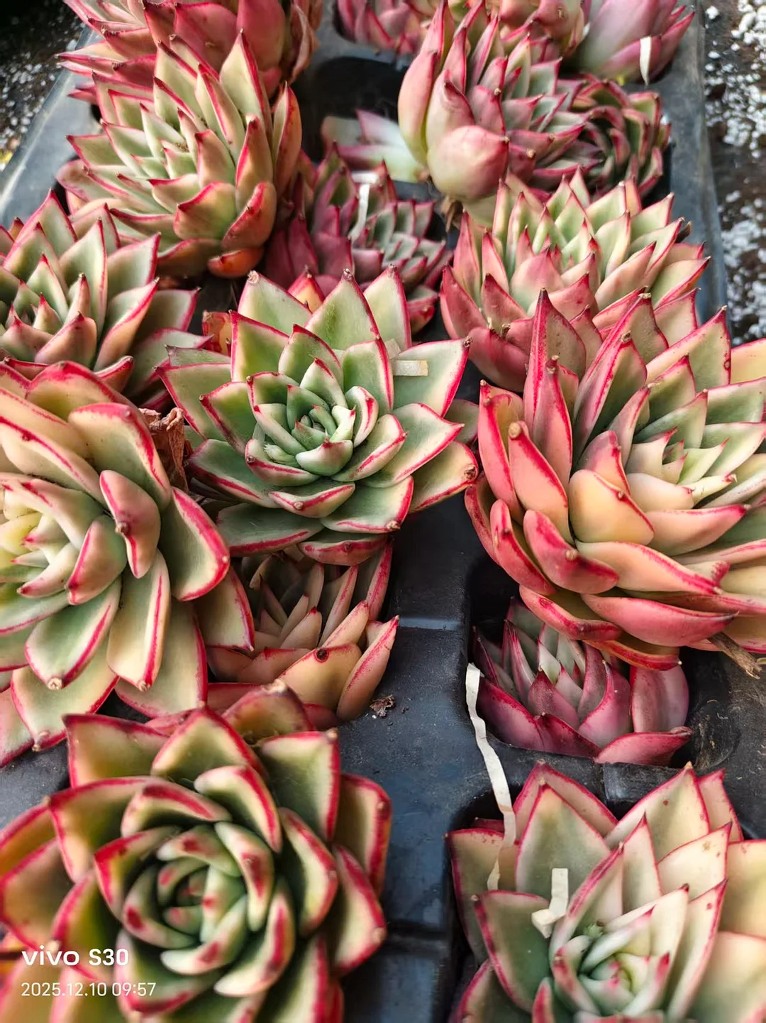 plant Aeonium Echeveria Haworthia  Caudex  Lithops Cactus  Agave 