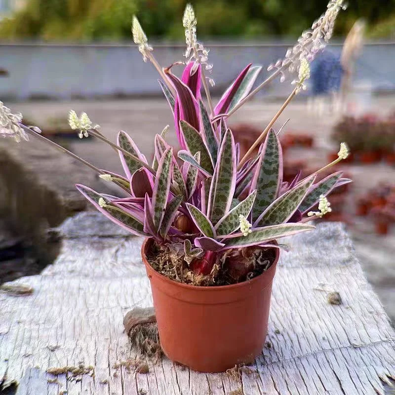 plant Aeonium Echeveria Haworthia  Caudex  Lithops Cactus  Agave 