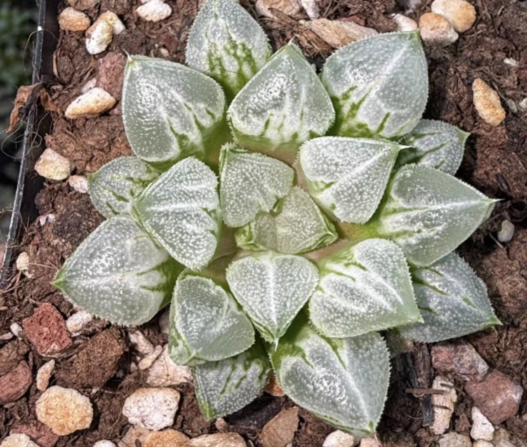 plant Aeonium Echeveria Haworthia  Caudex  Lithops Cactus  Agave 