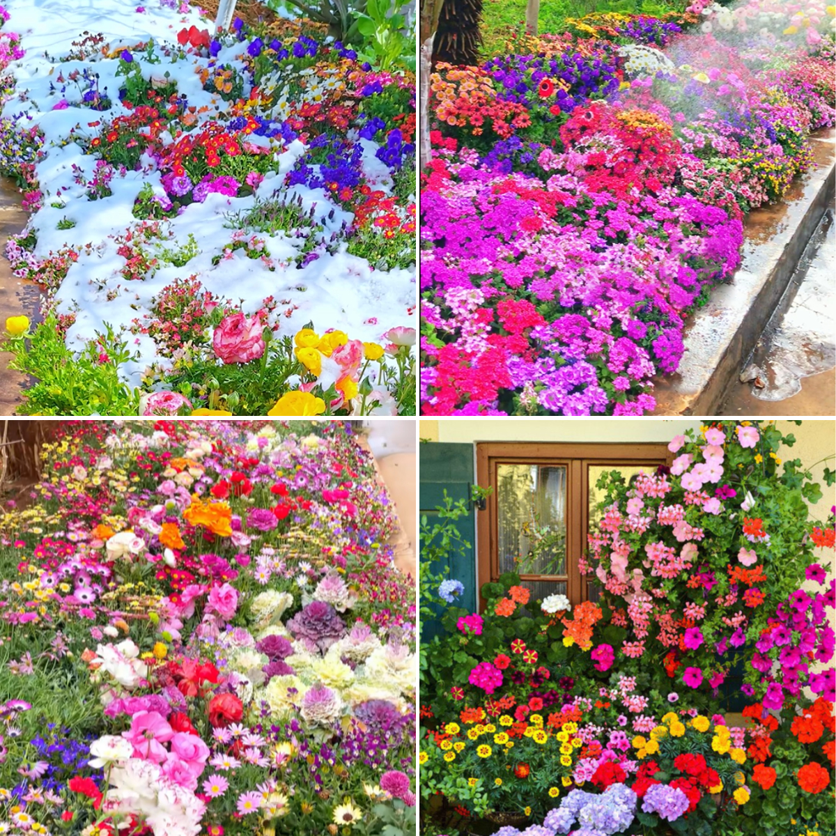 Mixed Seasonal Blooming Flower Seeds - Easy Care