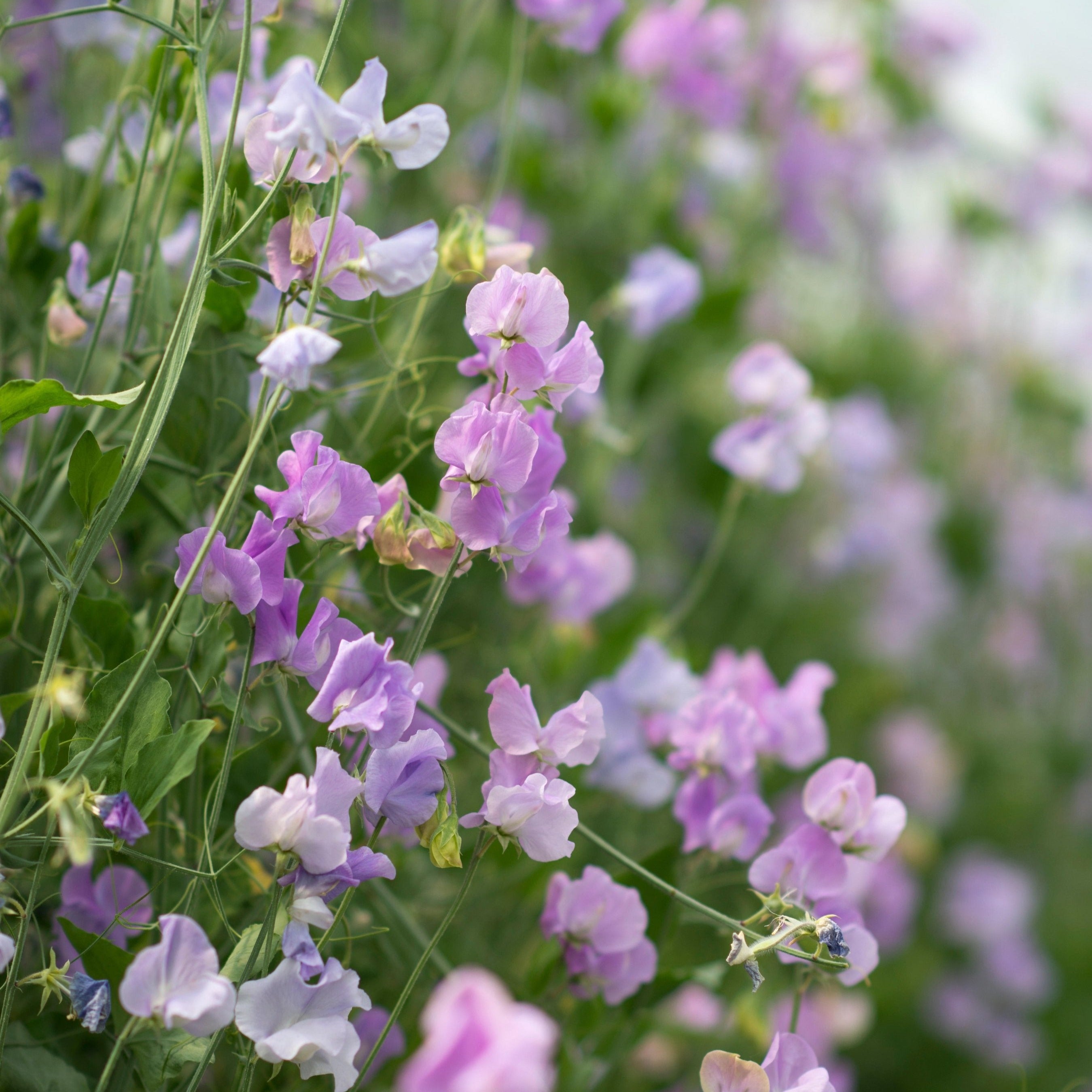 Sweet Pea Elegance Lavender Flower | X 15 Seeds