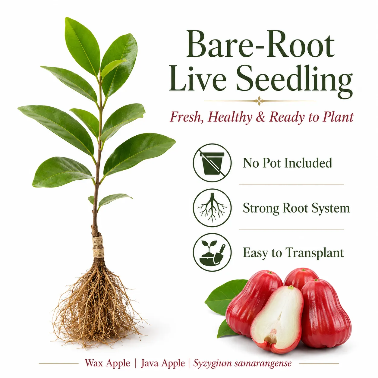 Bare-root live wax apple seedling with strong roots and no pot included