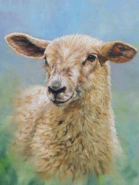 

Cute Little Sheep – Paint By Numbers - 40*50CM, 501 Original