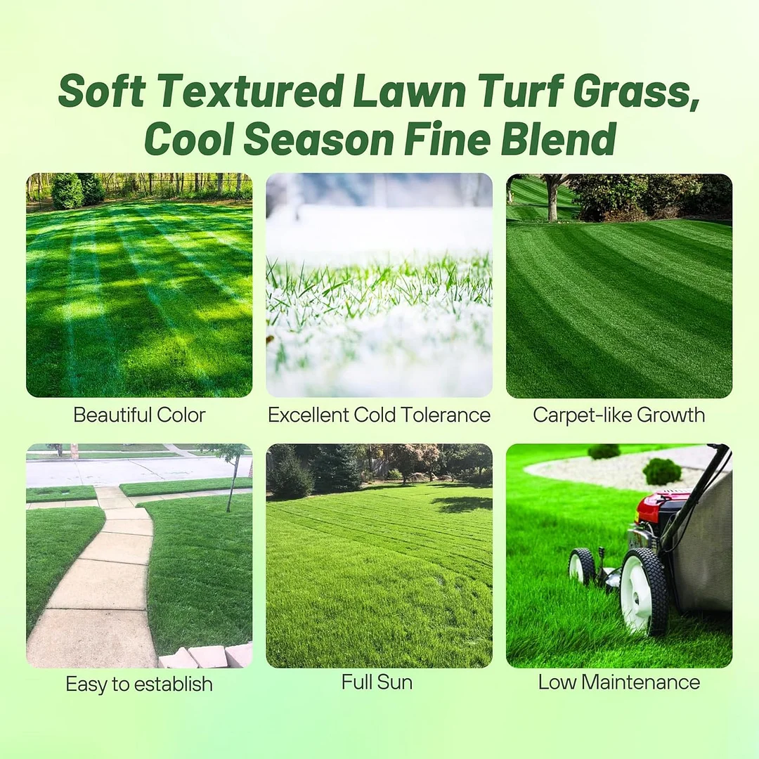 Kentucky Bluegrass - Midnight